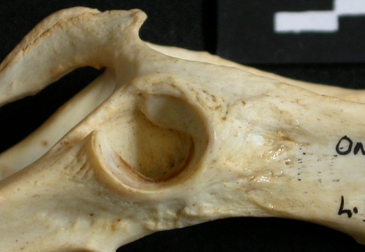 Coxal : acétabulum (16498 visites) Lynx caracal - Adulte - Élément gaucheCollection : Département d'Ostéologie du Musée National d... Coxal : acétabulum