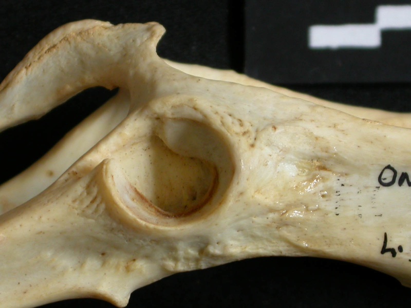 Coxal: acetabulum