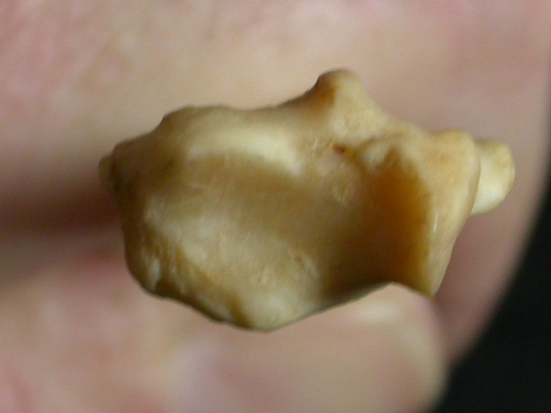 Radius: distal part (15284 visits) Lynx caracal - Adult - Right elementCollection: Department d'Osteology of National Museum of Kenya, ... Radius: distal part