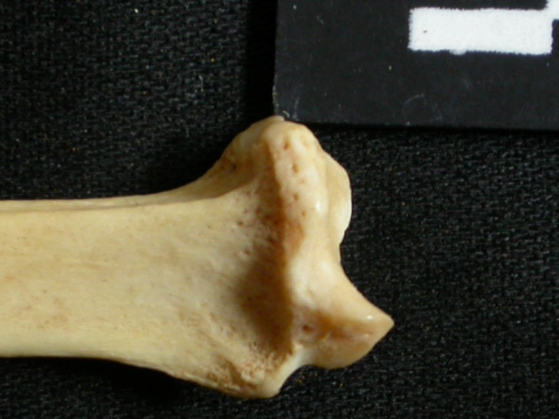 Radius: distal part (14197 visits) Lynx caracal - Adult - Right elementCollection: Department d'Osteology of National Museum of Kenya, ... Radius: distal part