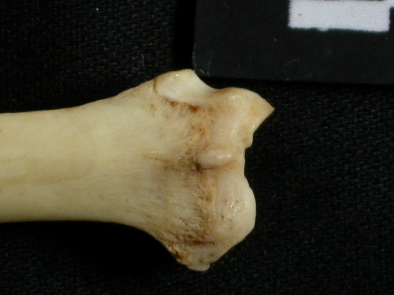 Radius: distal part (14289 visits) Lynx caracal - Adult - Right elementCollection: Department d'Osteology of National Museum of Kenya, ... Radius: distal part