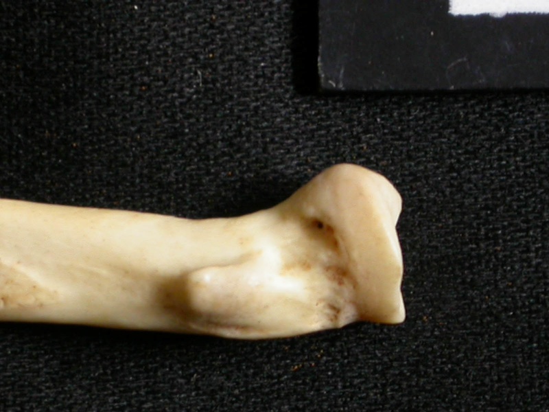 Radius: proximale part (15110 visits) Lynx caracal - Adult - Right elementCollection: Department d'Osteology of National Museum of Kenya, ... Radius: proximale part