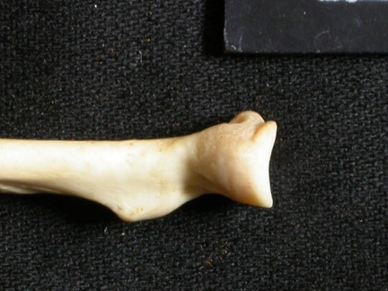 Radius : partie proximale (15658 visites) Lynx caracal - Adulte - Élément droitCollection : Département d'Ostéologie du Musée National du... Radius : partie proximale