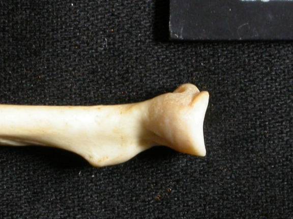 Radius : partie proximale (15675 visites) Lynx caracal - Adulte - Élément droitCollection : Département d'Ostéologie du Musée National du... Radius : partie proximale