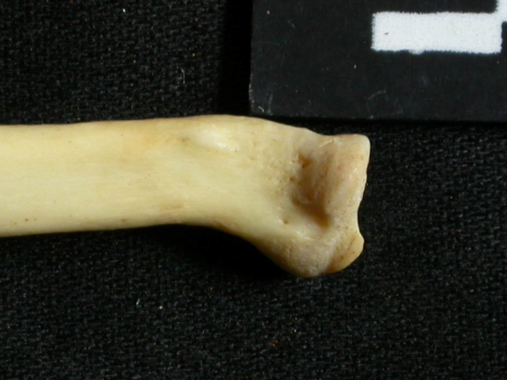 Radius : partie proximale (15535 visites) Lynx caracal - Adulte - Élément droitCollection : Département d'Ostéologie du Musée National du... Radius : partie proximale