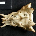 Sacrum (13831 visites) Lynx caracal - AdulteCollection : Département d'Ostéologie du Musée National du Kenya, Nairobi (I... Sacrum