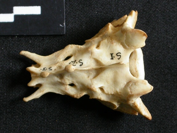 Sacrum (13812 visites) Lynx caracal - AdulteCollection : Département d'Ostéologie du Musée National du Kenya, Nairobi (I... Sacrum