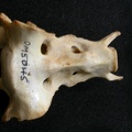 Sacrum (13785 visites) Lynx caracal - AdulteCollection : Département d'Ostéologie du Musée National du Kenya, Nairobi (I... Sacrum