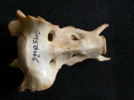 Sacrum (13753 visites) Lynx caracal - AdulteCollection : Département d'Ostéologie du Musée National du Kenya, Nairobi (I... Sacrum