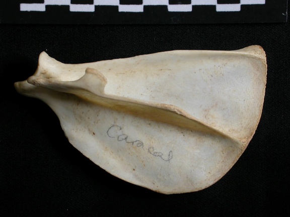 Scapula : vue latérale (13304 visites) Lynx caracal - Adulte - Élément droitCollection : Département d'Ostéologie du Musée National du... Scapula : vue latérale