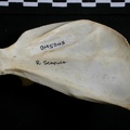 Escápula : vista medial (13659 visitas) Lynx caracal - Adulto - Elemento derechoColección : Departamento d'Osteología del Museo Nacional d... Escápula : vista medial