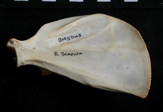 Scapula: medial view