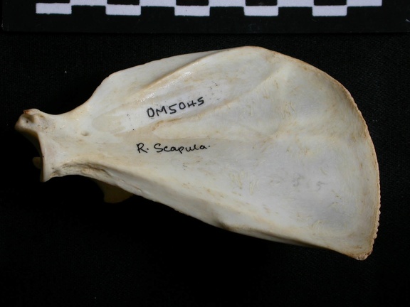 Scapula : vue médiale (13606 visites) Lynx caracal - Adulte - Élément droitCollection : Département d'Ostéologie du Musée National du... Scapula : vue médiale