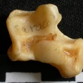 Talus (16801 visitas) Lynx caracal - Adulto - Elemento derechoColección : Departamento d'Osteología del Museo Nacional d... Talus