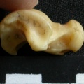 Talus (17054 visitas) Lynx caracal - Adulto - Elemento derechoColección : Departamento d'Osteología del Museo Nacional d... Talus