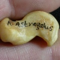 Talus (16786 visitas) Lynx caracal - Adulto - Elemento derechoColección : Departamento d'Osteología del Museo Nacional d... Talus
