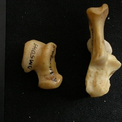Talus y calcáneo (17769 visitas) Lynx caracal - Adulto - Elementos derechosColección : Departamento d'Osteología del Museo Nacional... Talus y calcáneo