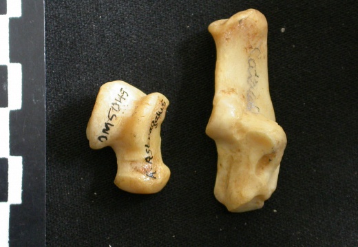 Talus and calcaneus