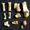 Tarse et phalanges (43545 visites) Lynx caracal - Adulte - Éléments droitsCollection : Département d'Ostéologie du Musée National ... Tarse et phalanges