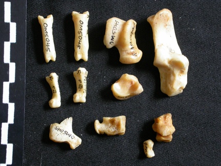 Tarse et phalanges (43573 visites) Lynx caracal - Adulte - Éléments droitsCollection : Département d'Ostéologie du Musée National ... Tarse et phalanges