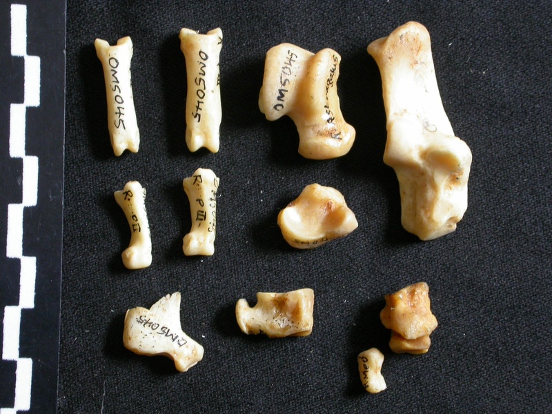 Tarse et phalanges (43531 visites) Lynx caracal - Adulte - Éléments droitsCollection : Département d'Ostéologie du Musée National ... Tarse et phalanges