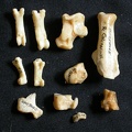Tarse et phalanges (42536 visites) Lynx caracal - Adulte - Éléments droitsCollection : Département d'Ostéologie du Musée National ... Tarse et phalanges