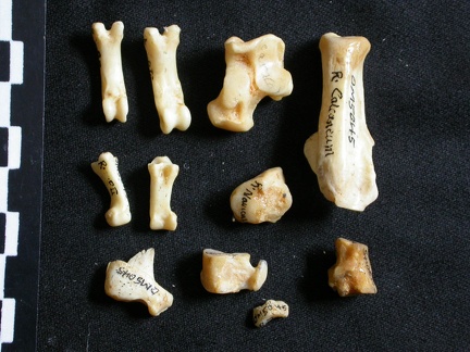 Tarse et phalanges (42559 visites) Lynx caracal - Adulte - Éléments droitsCollection : Département d'Ostéologie du Musée National ... Tarse et phalanges