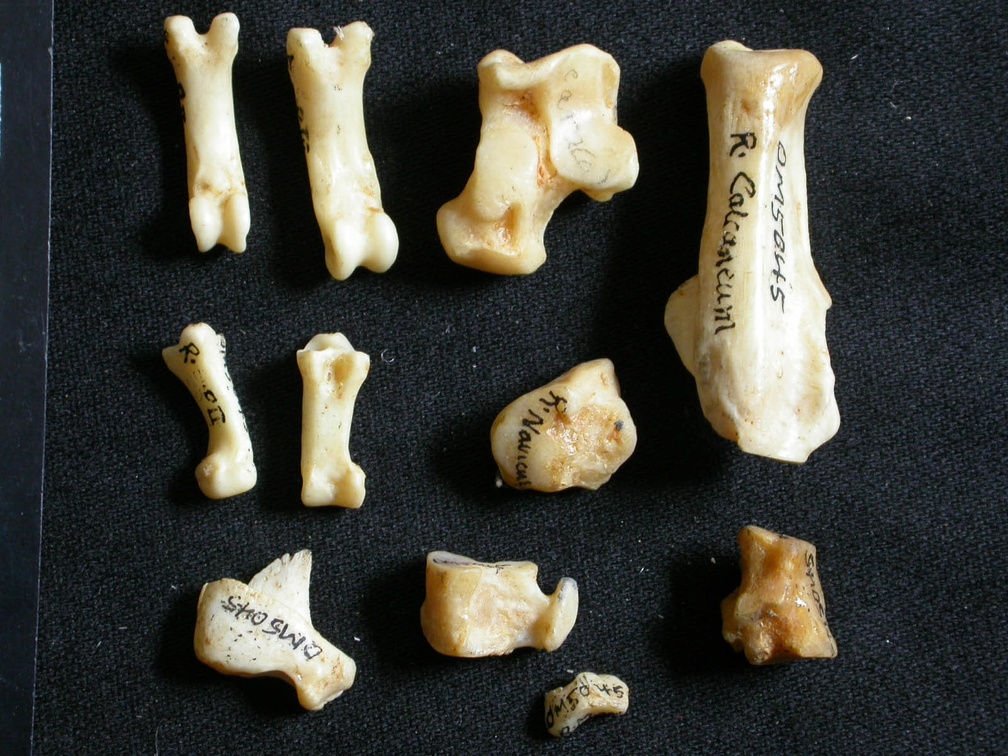 Tarse et phalanges (41573 visites) Lynx caracal - Adulte - Éléments droitsCollection : Département d'Ostéologie du Musée National ... Tarse et phalanges