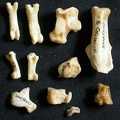 Tarse et phalanges (41561 visites) Lynx caracal - Adulte - Éléments droitsCollection : Département d'Ostéologie du Musée National ... Tarse et phalanges