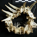 Vértebras torácicas (19270 visitas) Lynx caracal - AdultoColección : Departamento d'Osteología del Museo Nacional de Kenia, Nairobi (I... Vértebras torácicas
