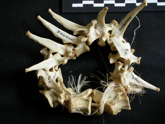 Vertèbres thoraciques (19220 visites) Lynx caracal - AdulteCollection : Département d'Ostéologie du Musée National du Kenya, Nairobi (I... Vertèbres thoraciques