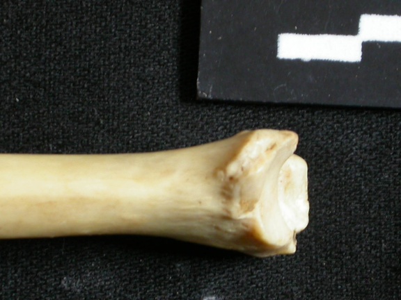 Tibia : partie distale (14799 visites) Lynx caracal - Adulte - Élément droitCollection : Département d'Ostéologie du Musée National du... Tibia : partie distale