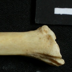 Tibia : partie distale (13675 visites) Lynx caracal - Adulte - Élément droitCollection : Département d'Ostéologie du Musée National du... Tibia : partie distale