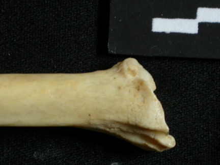 Tibia : partie distale (13644 visites) Lynx caracal - Adulte - Élément droitCollection : Département d'Ostéologie du Musée National du... Tibia : partie distale