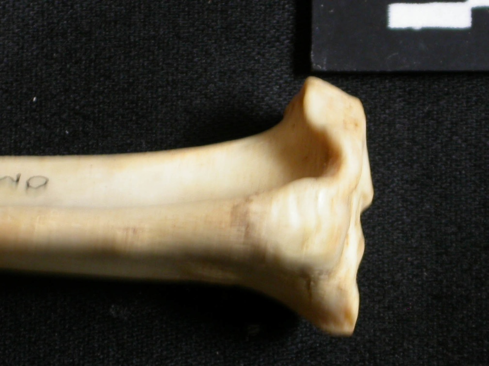 Tibia: proximale part (12366 visits) Lynx caracal - Adult - Right elementCollection: Department d'Osteology of National Museum of Kenya, ... Tibia: proximale part