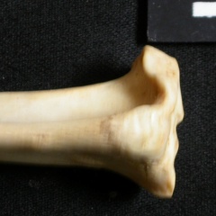 Tibia : partie proximale (12352 visites) Lynx caracal - Adulte - Élément droitCollection : Département d'Ostéologie du Musée National du... Tibia : partie proximale