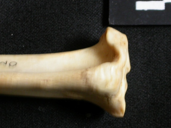 Tibia : partie proximale (12338 visites) Lynx caracal - Adulte - Élément droitCollection : Département d'Ostéologie du Musée National du... Tibia : partie proximale