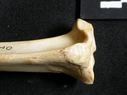 Tibia : partie proximale (13160 visites) Lynx caracal - Adulte - Élément droitCollection : Département d'Ostéologie du Musée National du... Tibia : partie proximale