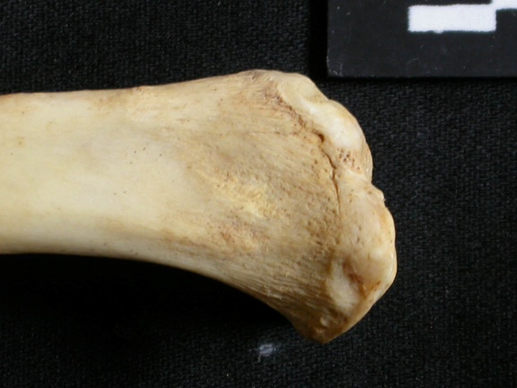 Tibia : partie proximale (13259 visites) Lynx caracal - Adulte - Élément droitCollection : Département d'Ostéologie du Musée National du... Tibia : partie proximale