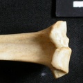 Tibia : partie proximale (13373 visites) Lynx caracal - Adulte - Élément droitCollection : Département d'Ostéologie du Musée National du... Tibia : partie proximale