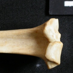 Tibia : partie proximale (13354 visites) Lynx caracal - Adulte - Élément droitCollection : Département d'Ostéologie du Musée National du... Tibia : partie proximale