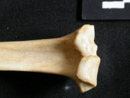 Tibia : partie proximale (13356 visites) Lynx caracal - Adulte - Élément droitCollection : Département d'Ostéologie du Musée National du... Tibia : partie proximale