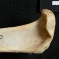 Tibia : partie proximale (13613 visites) Lynx caracal - Adulte - Élément droitCollection : Département d'Ostéologie du Musée National du... Tibia : partie proximale