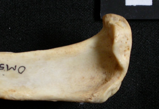 Tibia : partie proximale (13558 visites) Lynx caracal - Adulte - Élément droitCollection : Département d'Ostéologie du Musée National du... Tibia : partie proximale
