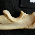 Ulna : partie proximale (15765 visites) Lynx caracal - Adulte - Élément droitCollection : Département d'Ostéologie du Musée National du... Ulna : partie proximale