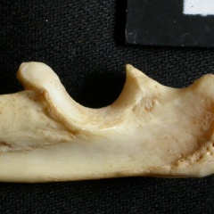 Ulna : partie proximale (15757 visites) Lynx caracal - Adulte - Élément droitCollection : Département d'Ostéologie du Musée National du... Ulna : partie proximale