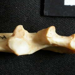Ulna : partie proximale (17463 visites) Lynx caracal - Adulte - Élément droitCollection : Département d'Ostéologie du Musée National du... Ulna : partie proximale