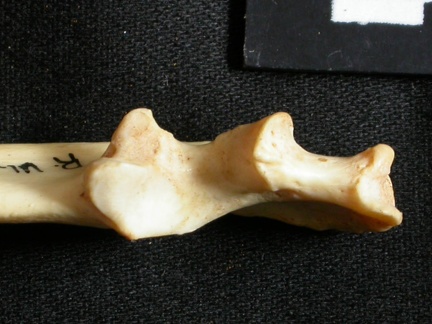 Ulna : partie proximale (17463 visites) Lynx caracal - Adulte - Élément droitCollection : Département d'Ostéologie du Musée National du... Ulna : partie proximale