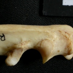 Ulna : partie proximale (17937 visites) Lynx caracal - Adulte - Élément droitCollection : Département d'Ostéologie du Musée National du... Ulna : partie proximale