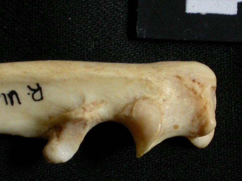 Ulna : partie proximale (17914 visites) Lynx caracal - Adulte - Élément droitCollection : Département d'Ostéologie du Musée National du... Ulna : partie proximale